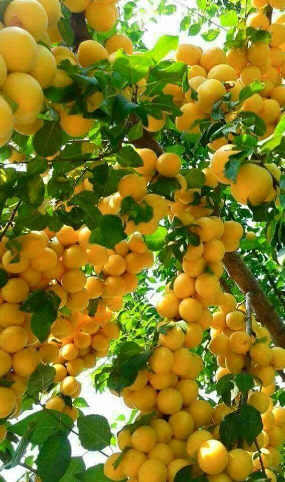 frutales